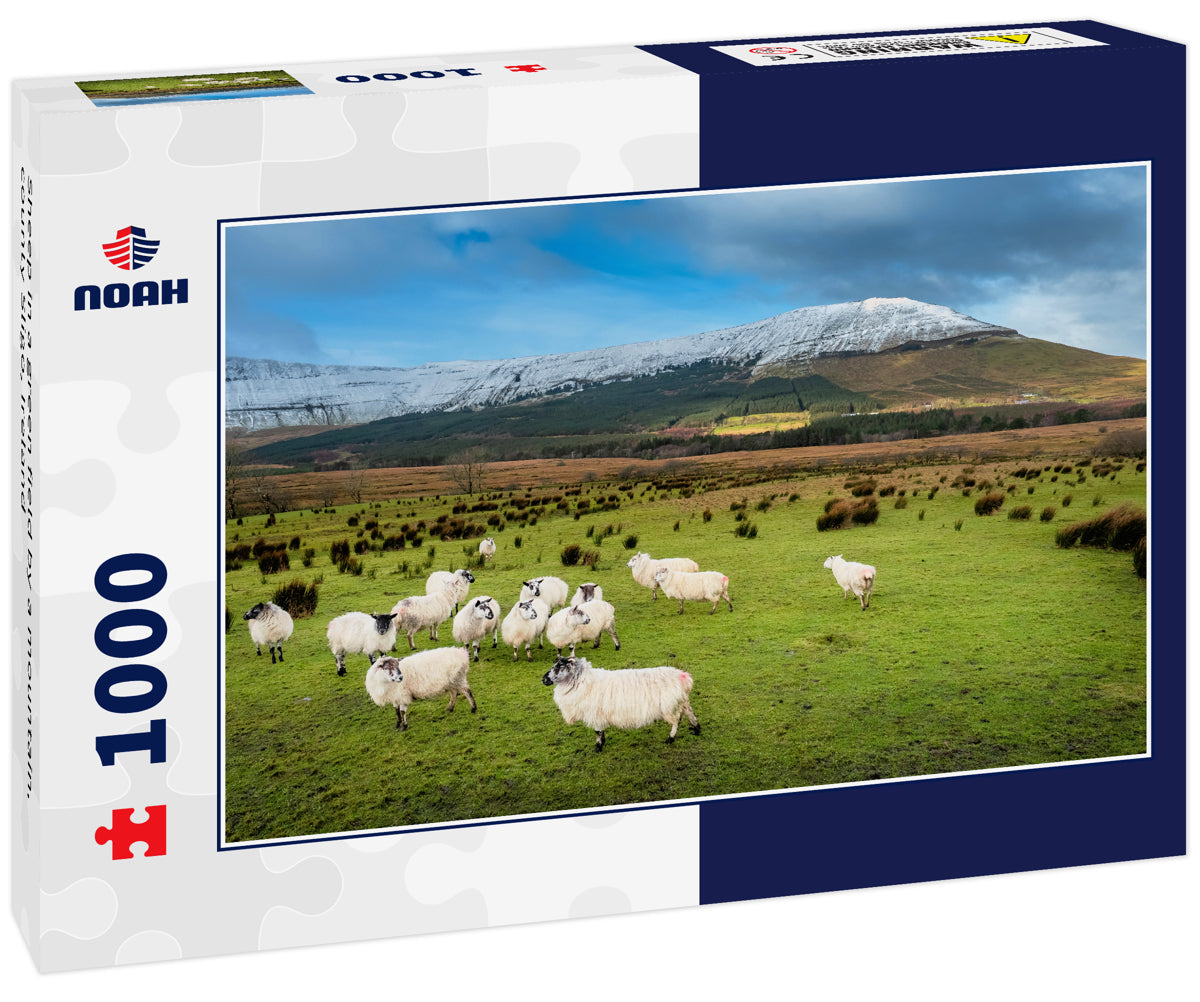 Sheep in a green field by a mountain, county Sligo, Ireland