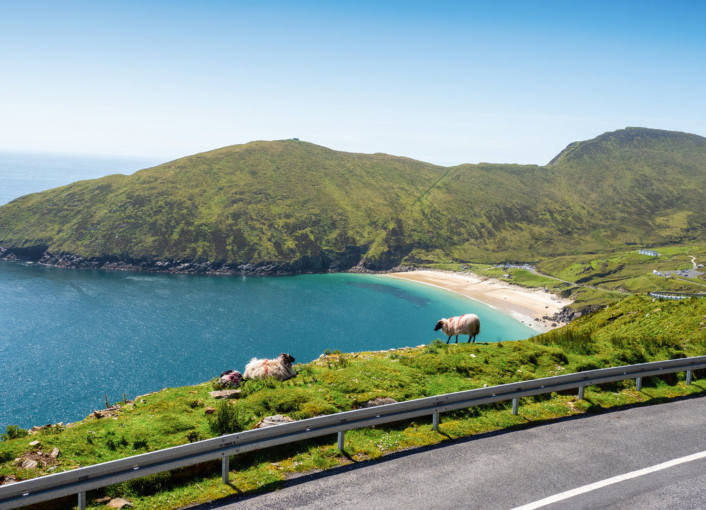 Sheep on a cliff in focus, Keem beach out of focus, Achill island in county Mayo, Ireland, warm sunny day. Clear blue sky and water of the Atlantic ocean. Irish landscape