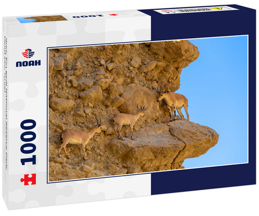 Ibex, Ein gedi National Reserve Park, Dead sea, Israel