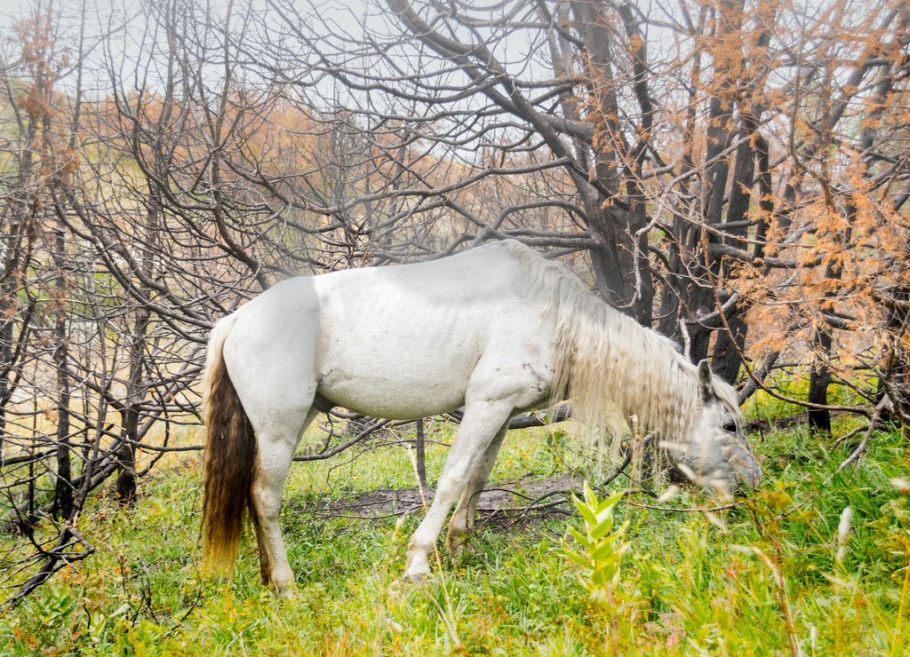 Wild Horses of Theodore Roosevelt National Park, North Dakota
