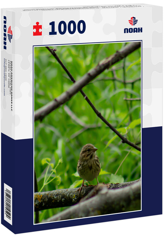Savannah Sparrow - Passerculus sandwichensis posing for the camera up close, photographed at Turtle River State Park, North Dakota