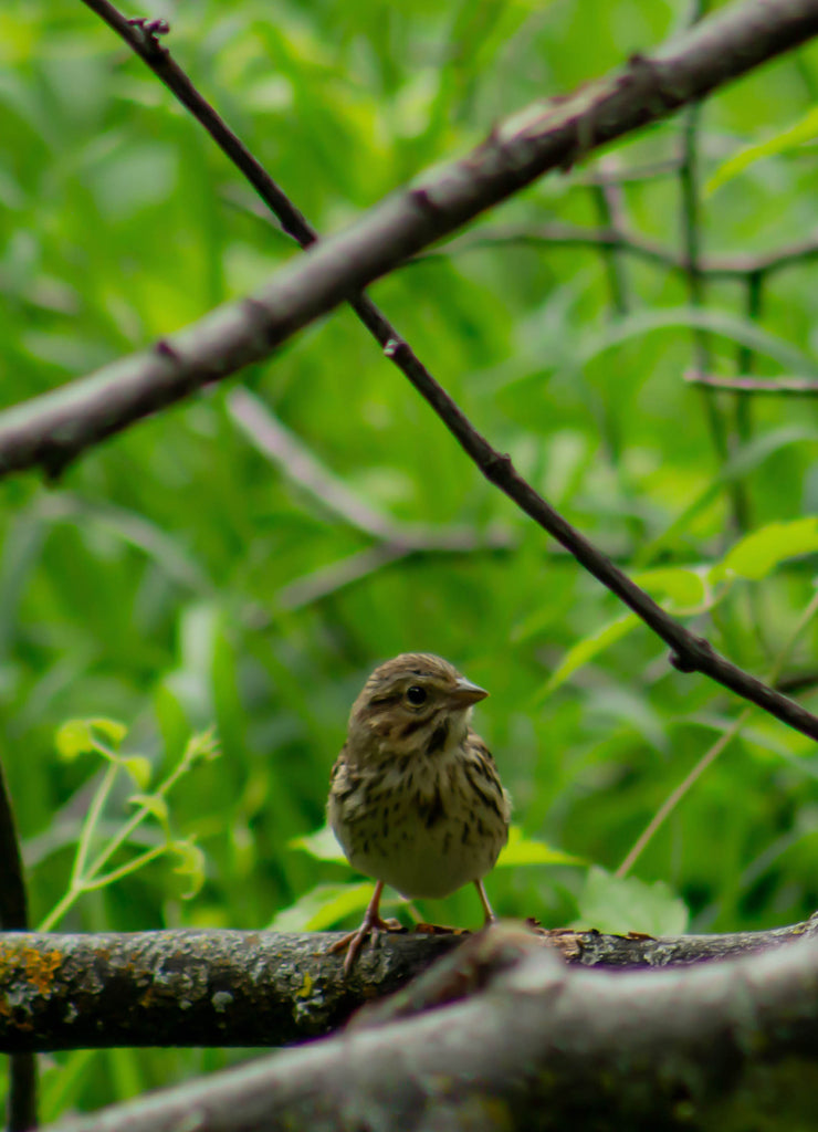 Savannah Sparrow - Passerculus sandwichensis posing for the camera up close, photographed at Turtle River State Park, North Dakota
