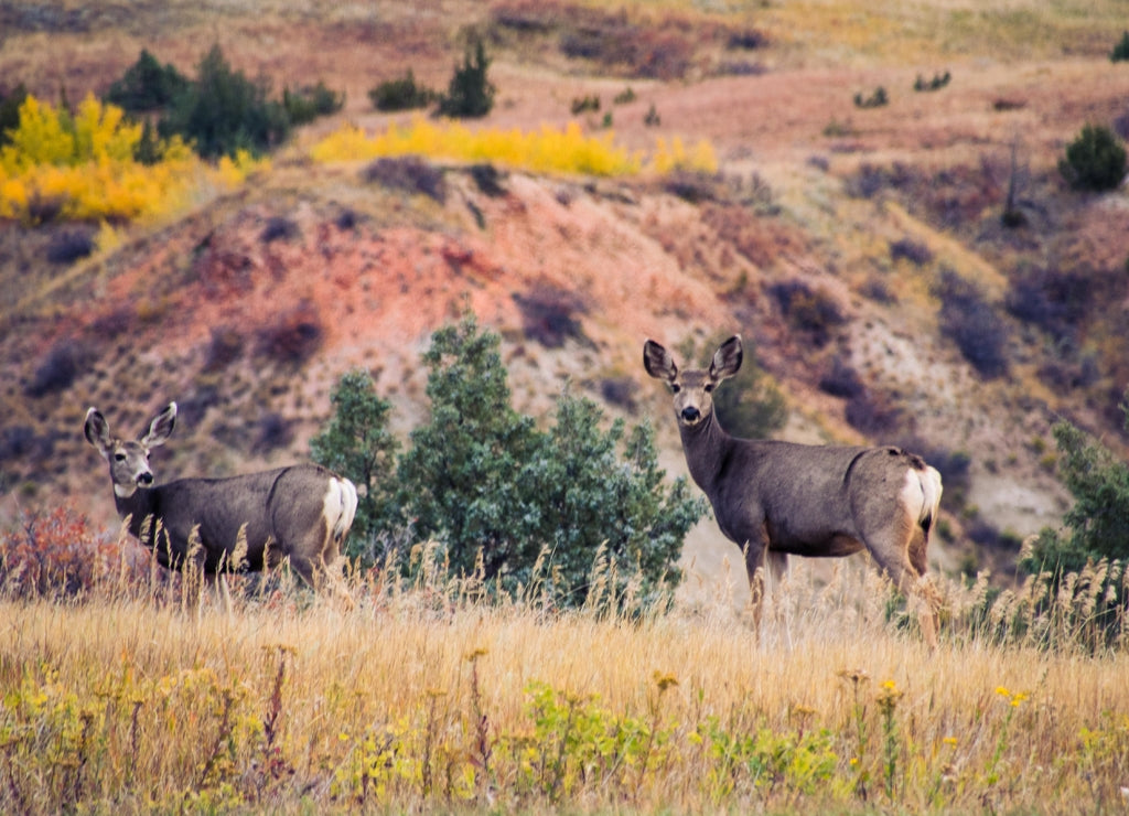 Deer in Theodore Roosevelt National Park in Autumn, North Dakota