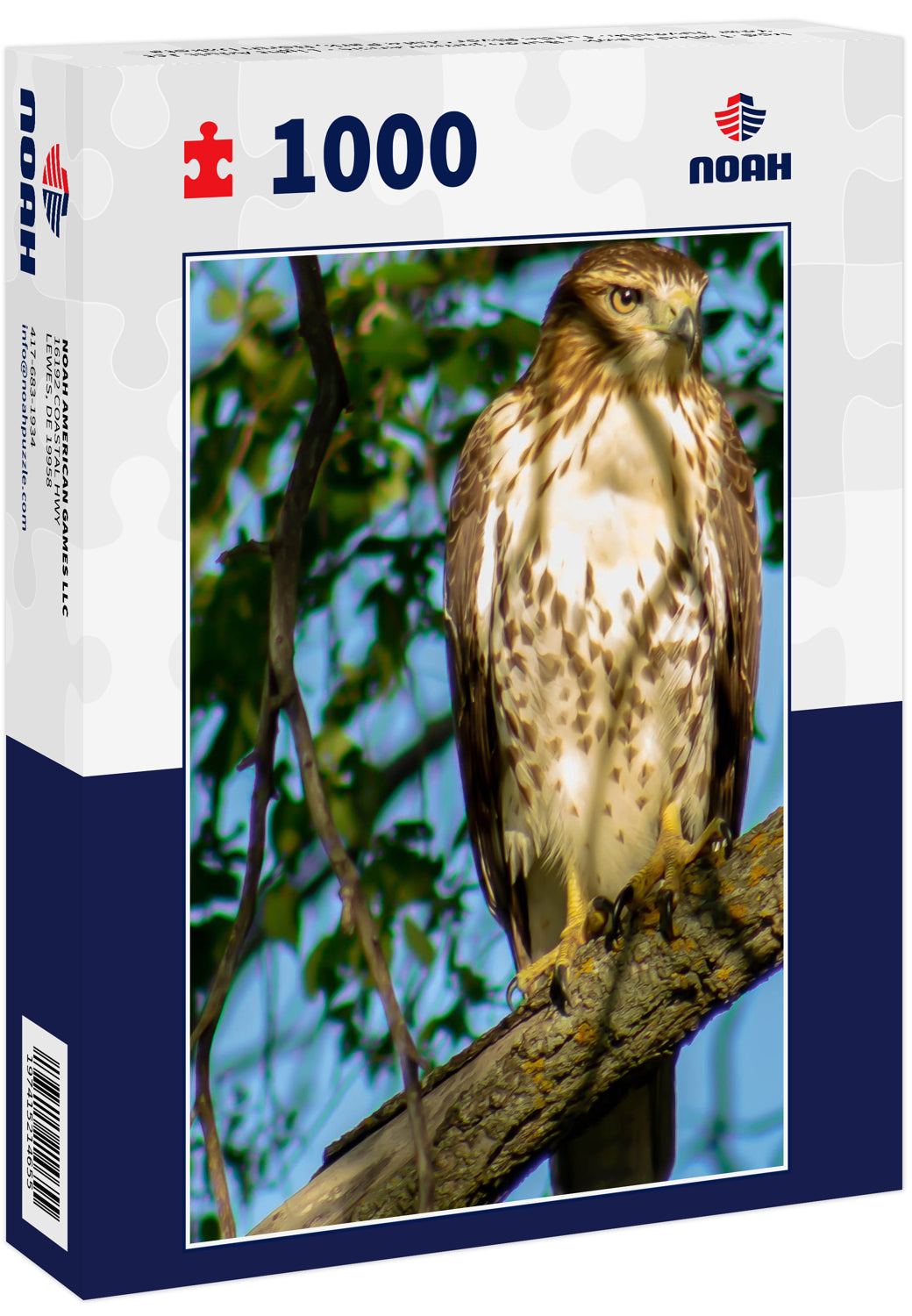 Red-Tailed Hawk - Buteo jamaicensis - Light Adult 1st Year Juvenile. Turtle River State Park, North Dakota