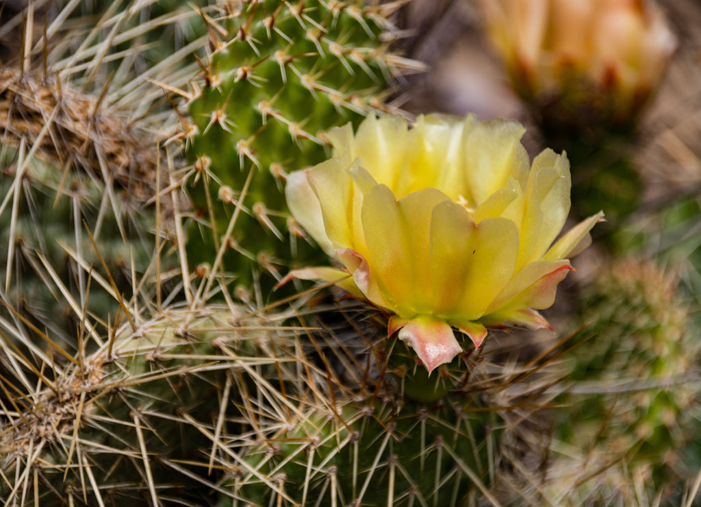 Wild Flower Cactus in North Dakota