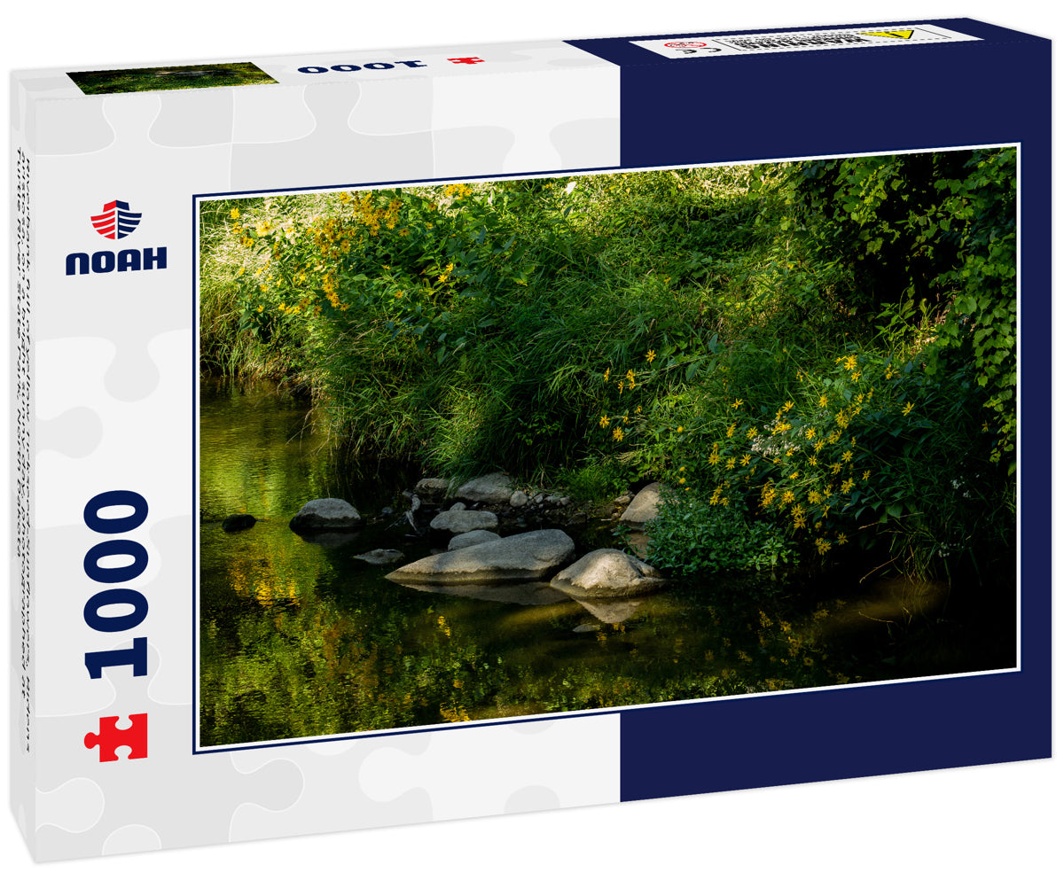 Riverbank full of yellow Tickseed-Sunflowers, Bidens aristosa, on a bright sunny day, photographed at Turtle River State Park, North Dakota