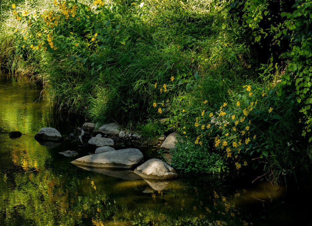 Riverbank full of yellow Tickseed-Sunflowers, Bidens aristosa, on a bright sunny day, photographed at Turtle River State Park, North Dakota