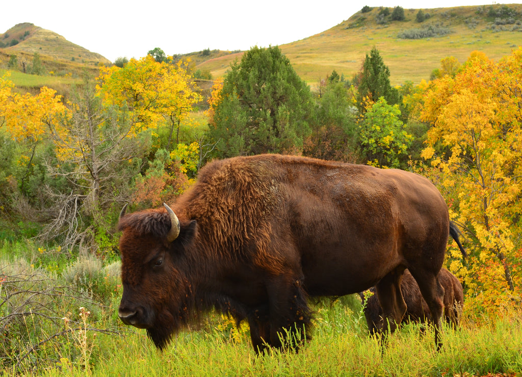 Close up of wild buffalo roaming and grazing the prairie of North Dakota