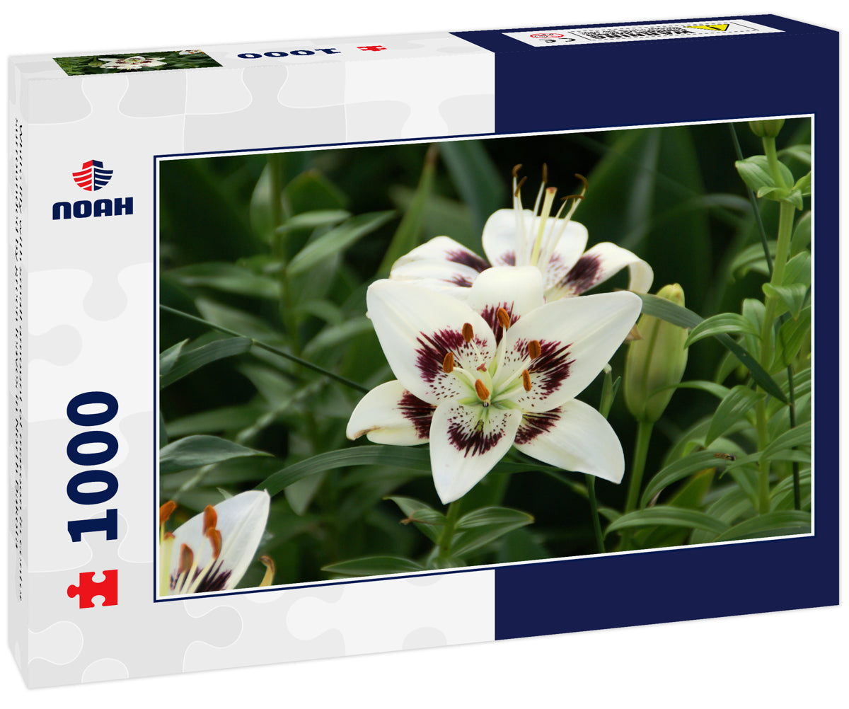 White lily with small amount of maroon in center surrounded by green leaves in North Dakota