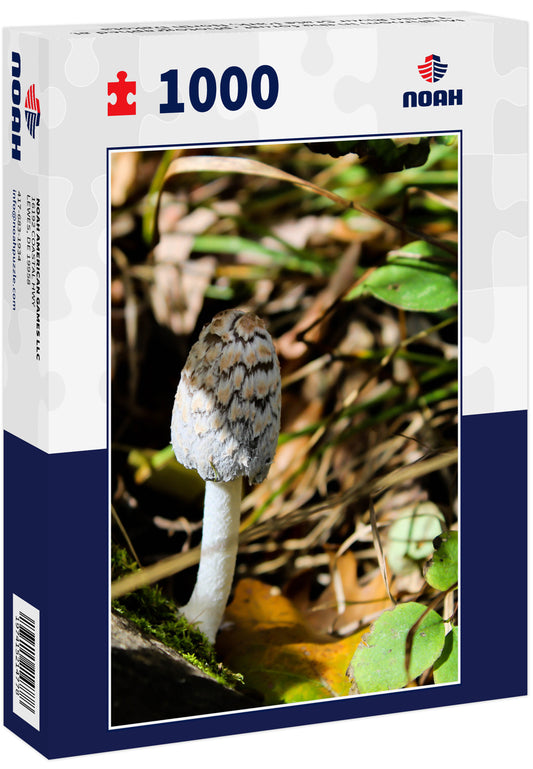 Mushroom in the forest, photographed at Turtle River State Park, North Dakota