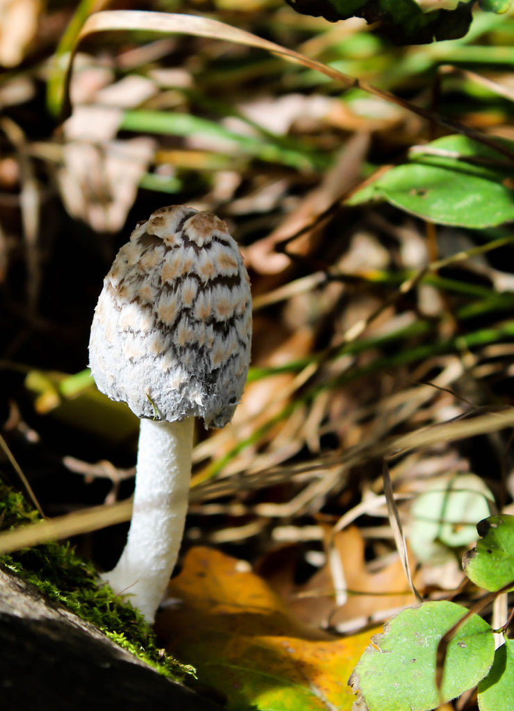 Mushroom in the forest, photographed at Turtle River State Park, North Dakota