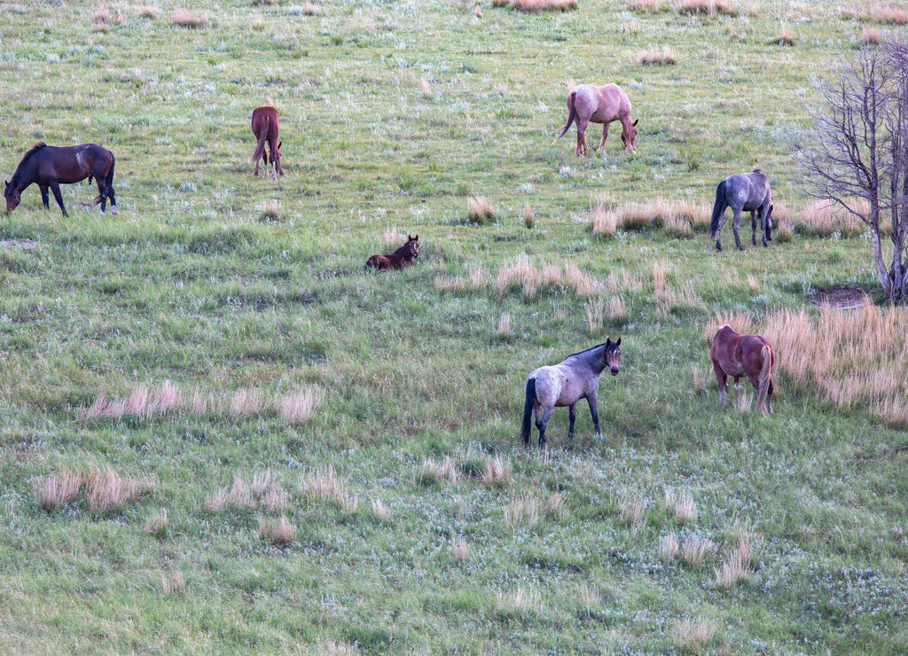 Wild Mustangs of North Dakota
