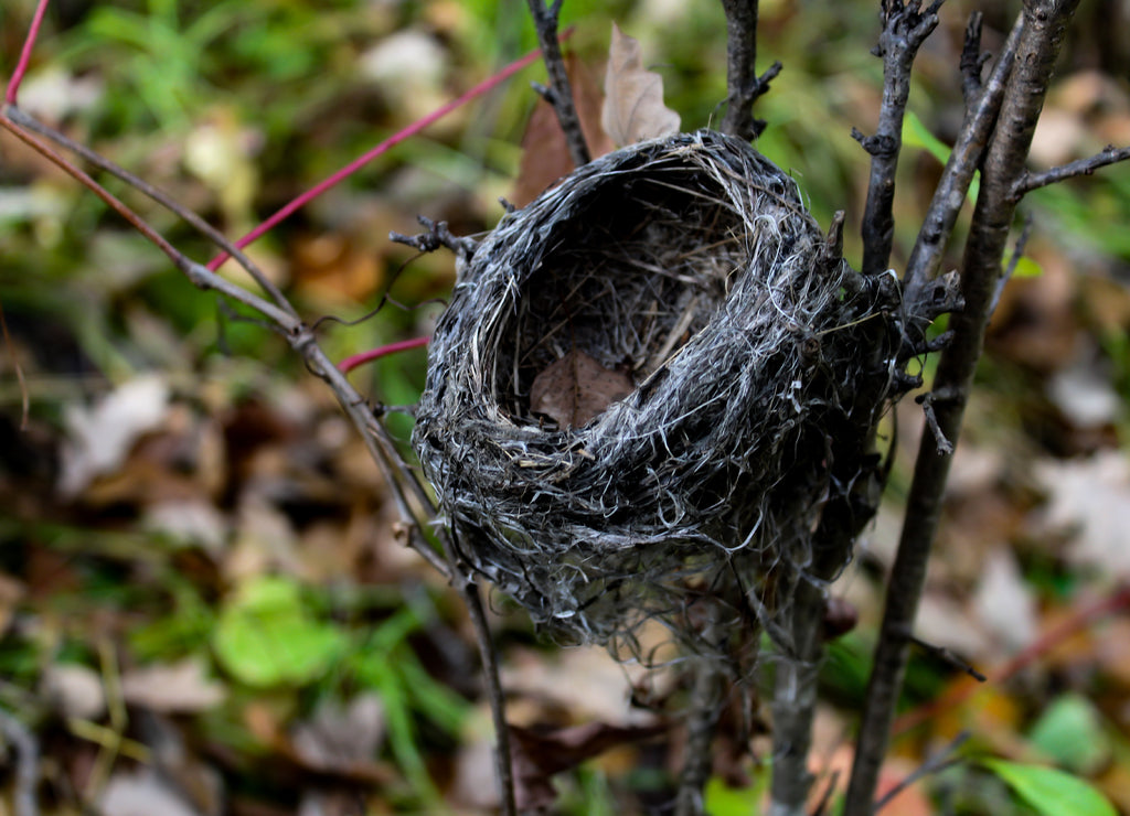 Empty nest found on a rainy day, photographed at Turtle River State Park, North Dakota