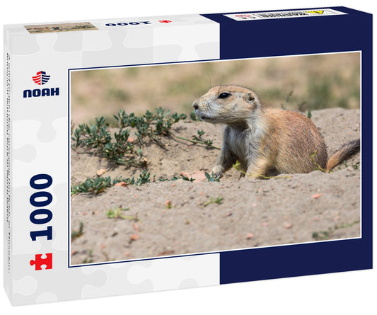 A wild prairie dog surveying the fields in Theodore Roosevelt National Park in North Dakot