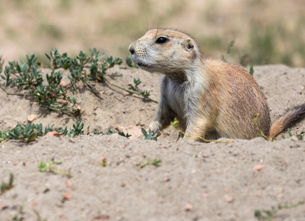 A wild prairie dog surveying the fields in Theodore Roosevelt National Park in North Dakot