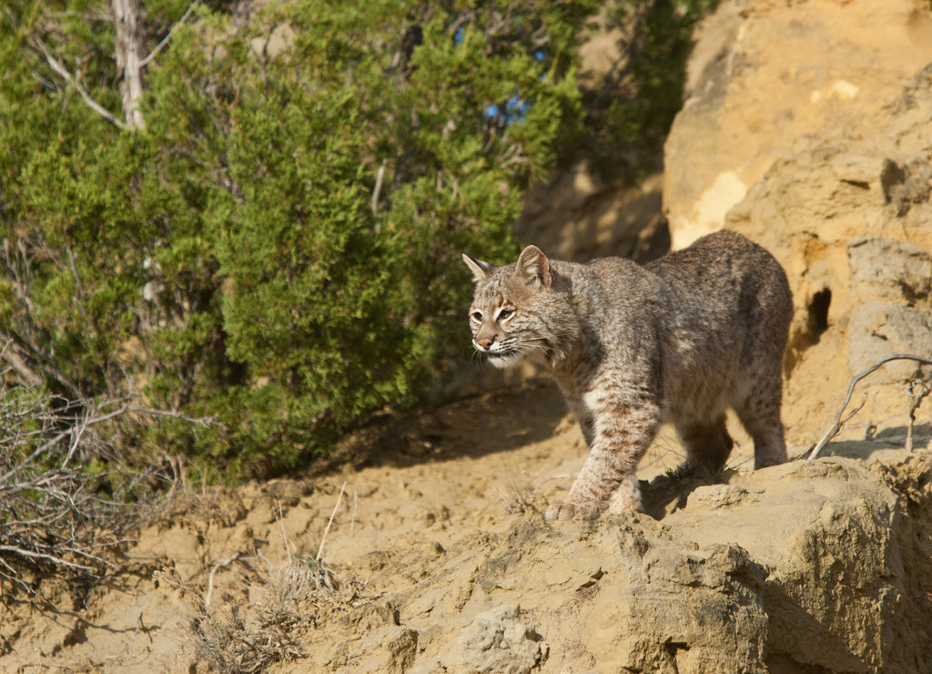 Bobcat on rocks taken in western North Dakota