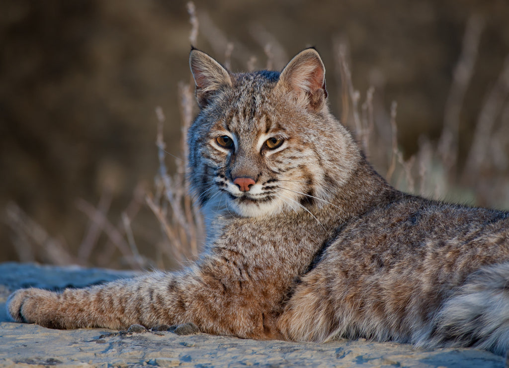 Bobcat on rocks taken in western North Dakota