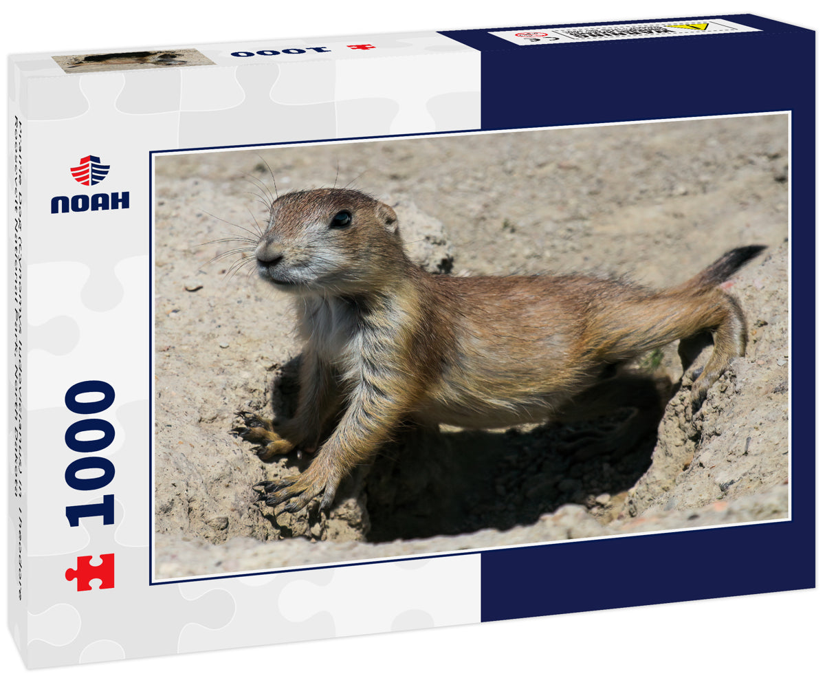 Prairie Dog (Cynomys ludovicianus) in Theodore Roosevelt National Park, North Dakota