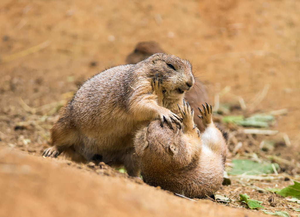 Adult prairie dogs fighting, North Dakota