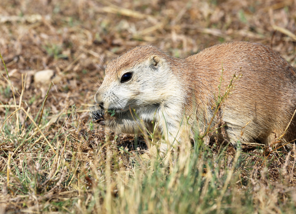 Prairie dog, left profile, North Dakota