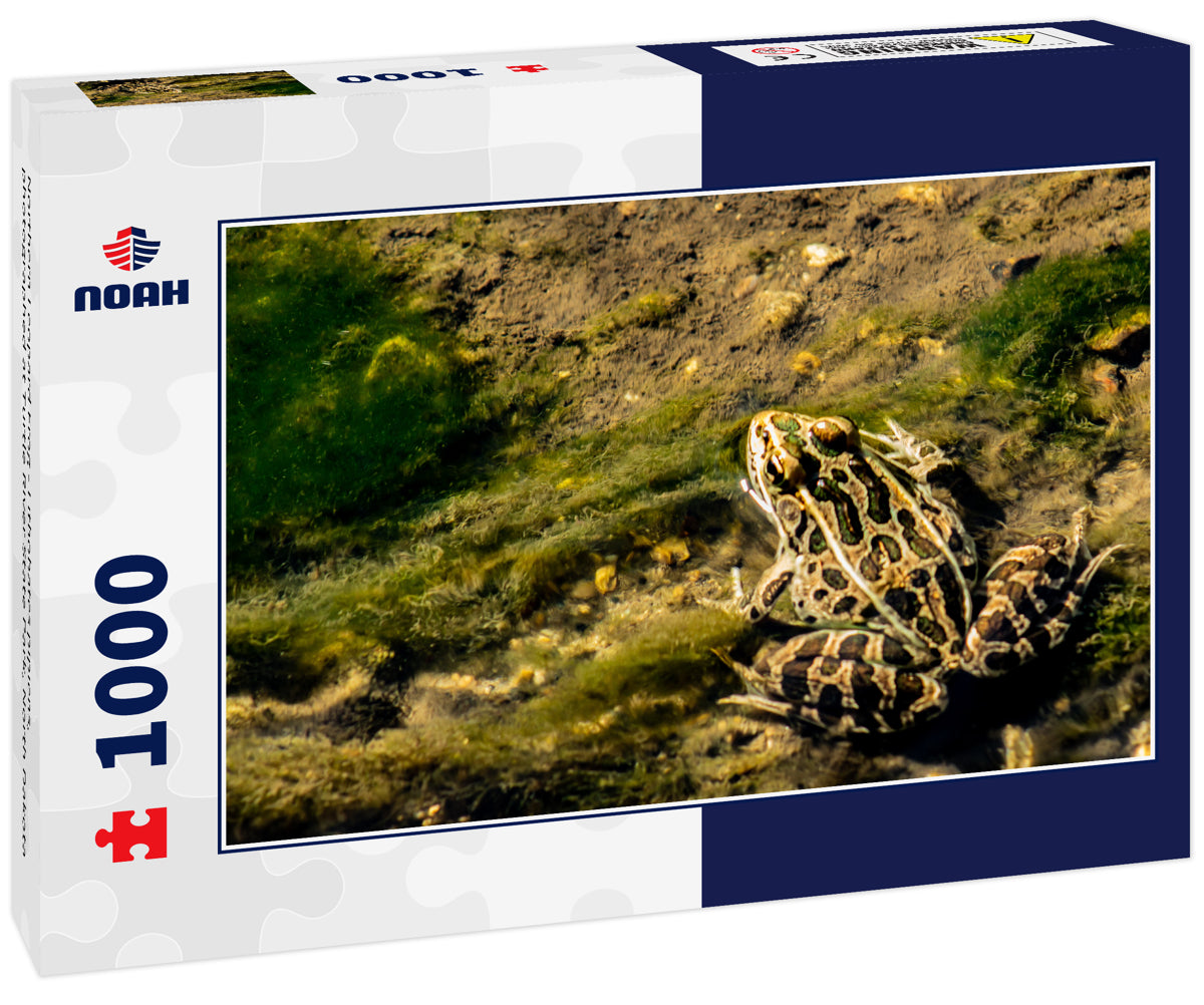 Northern Leopard Frog - Lithobates pipiens, photographed at Turtle River State Park, North Dakota