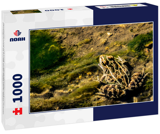 Northern Leopard Frog - Lithobates pipiens, photographed at Turtle River State Park, North Dakota