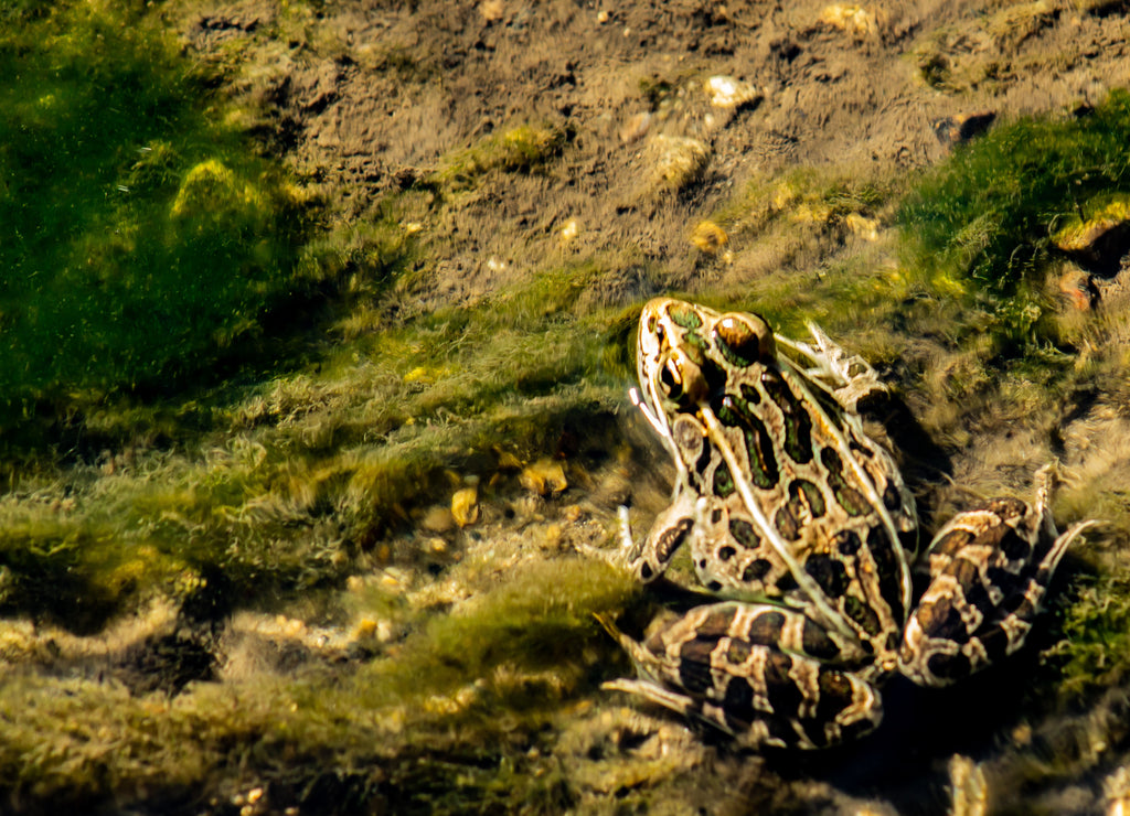 Northern Leopard Frog - Lithobates pipiens, photographed at Turtle River State Park, North Dakota