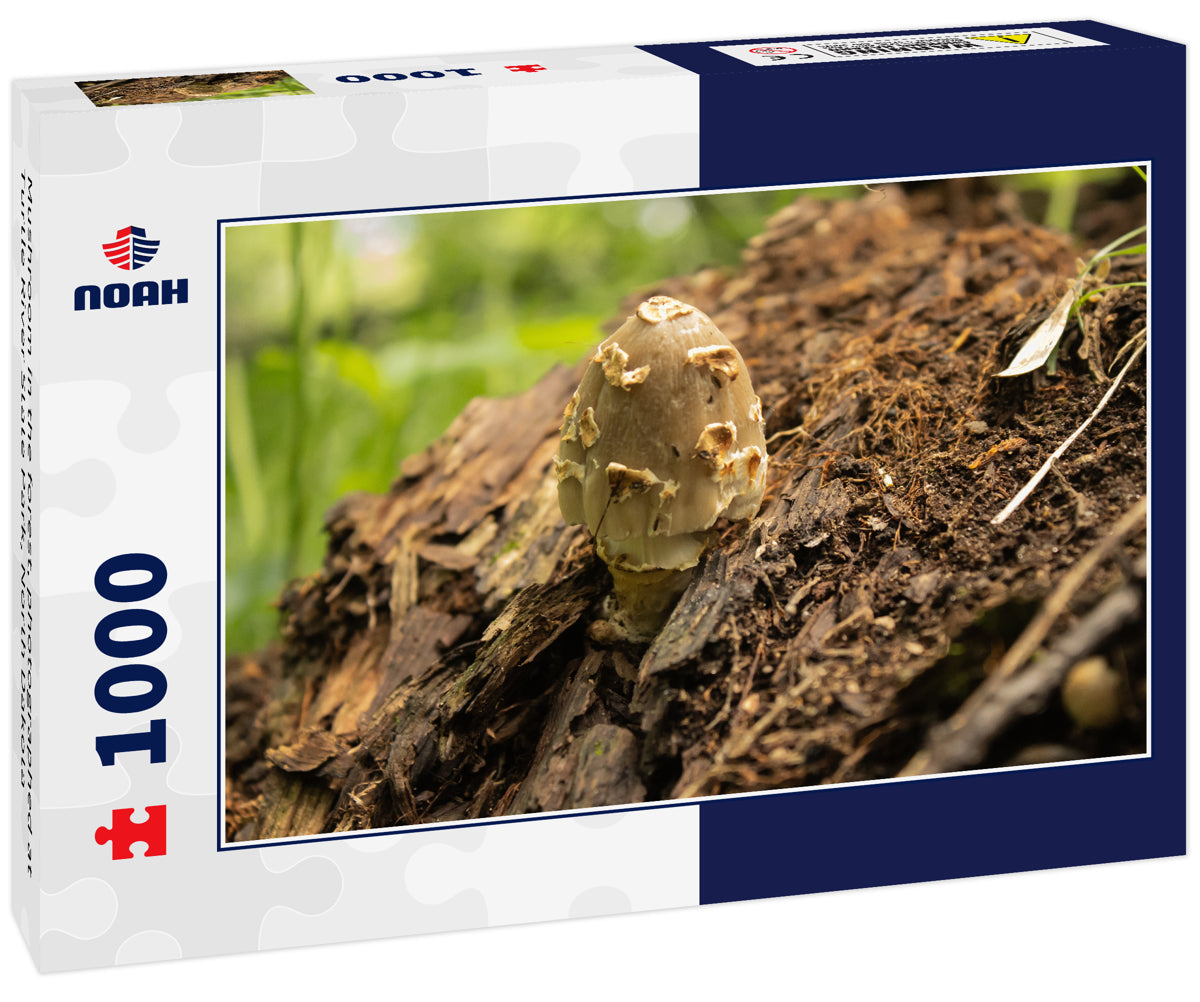 Mushroom in the forest, photographed at Turtle River State Park, North Dakota