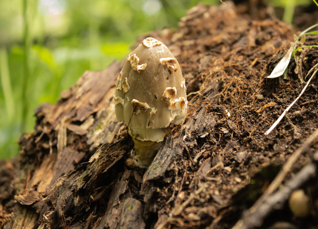 Mushroom in the forest, photographed at Turtle River State Park, North Dakota