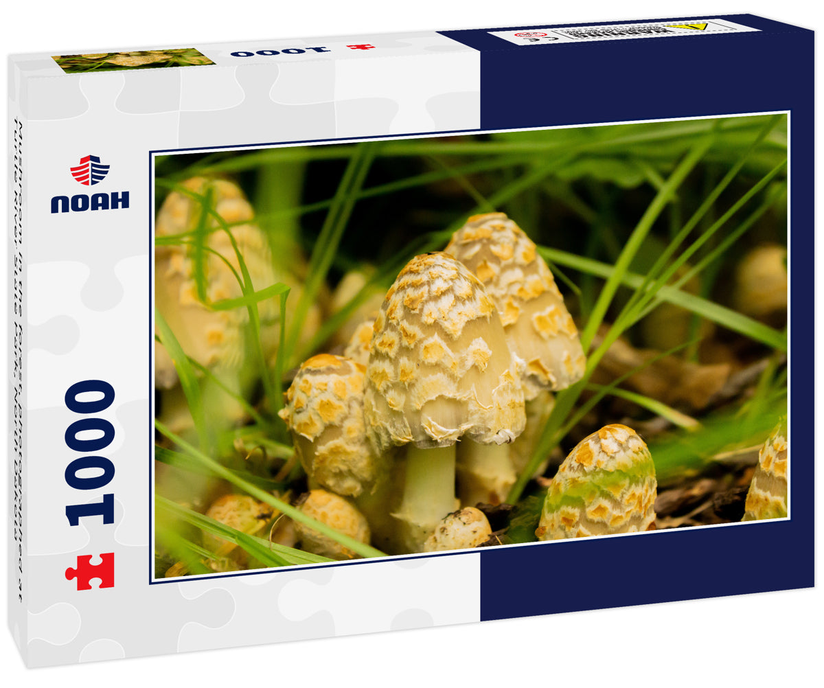 Mushroom in the forest, photographed at Turtle River State Park, North Dakota