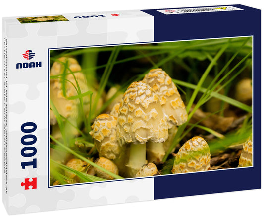 Mushroom in the forest, photographed at Turtle River State Park, North Dakota