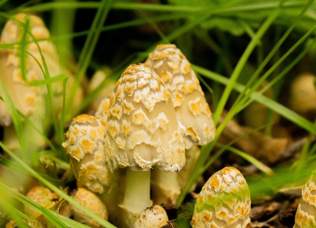 Mushroom in the forest, photographed at Turtle River State Park, North Dakota