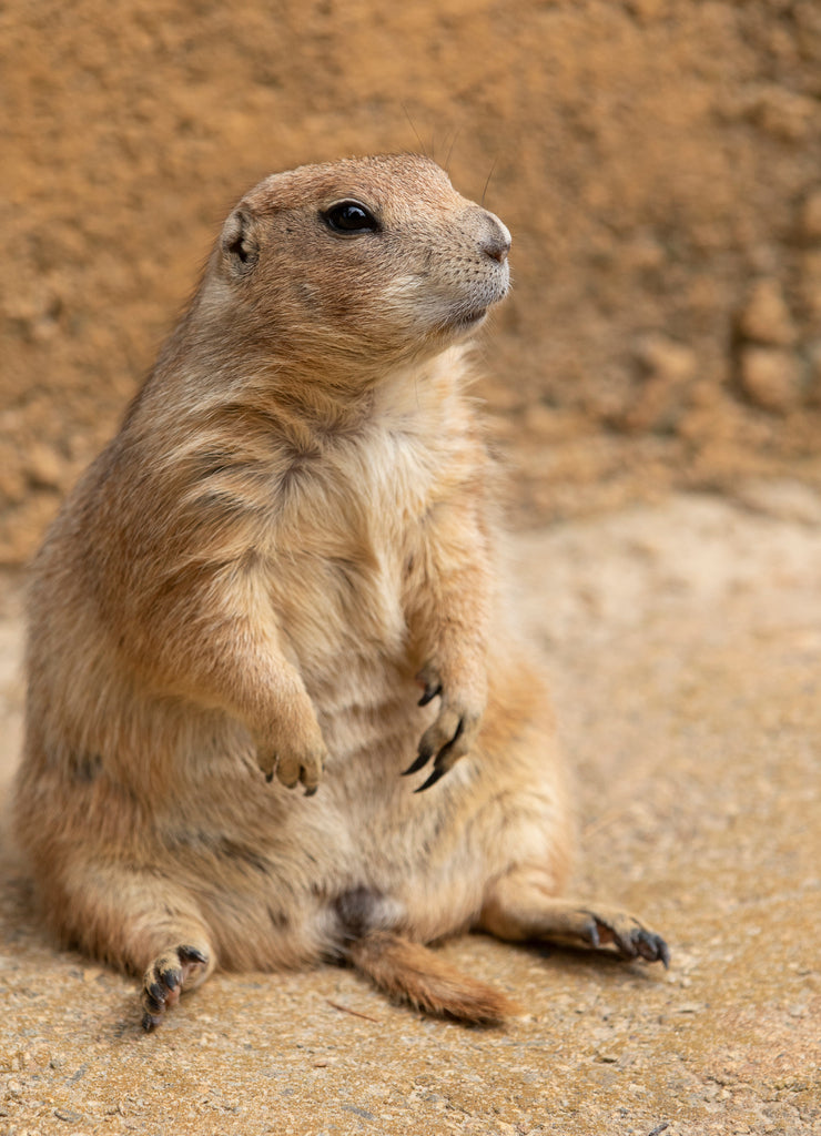 Black-tailed Prairie Dog in Theodore Roosevelt National Park North Dakota USA