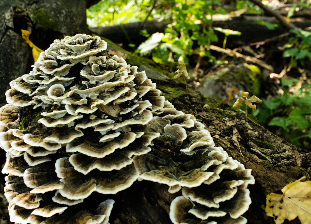 Maitake Mushroom - Grifola frondosa, photographed at Turtle River State Park, North Dakota