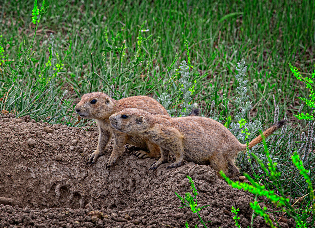 Prairie Dog Pair, Theodore Roosevelt National Park, North Dakota, USA
