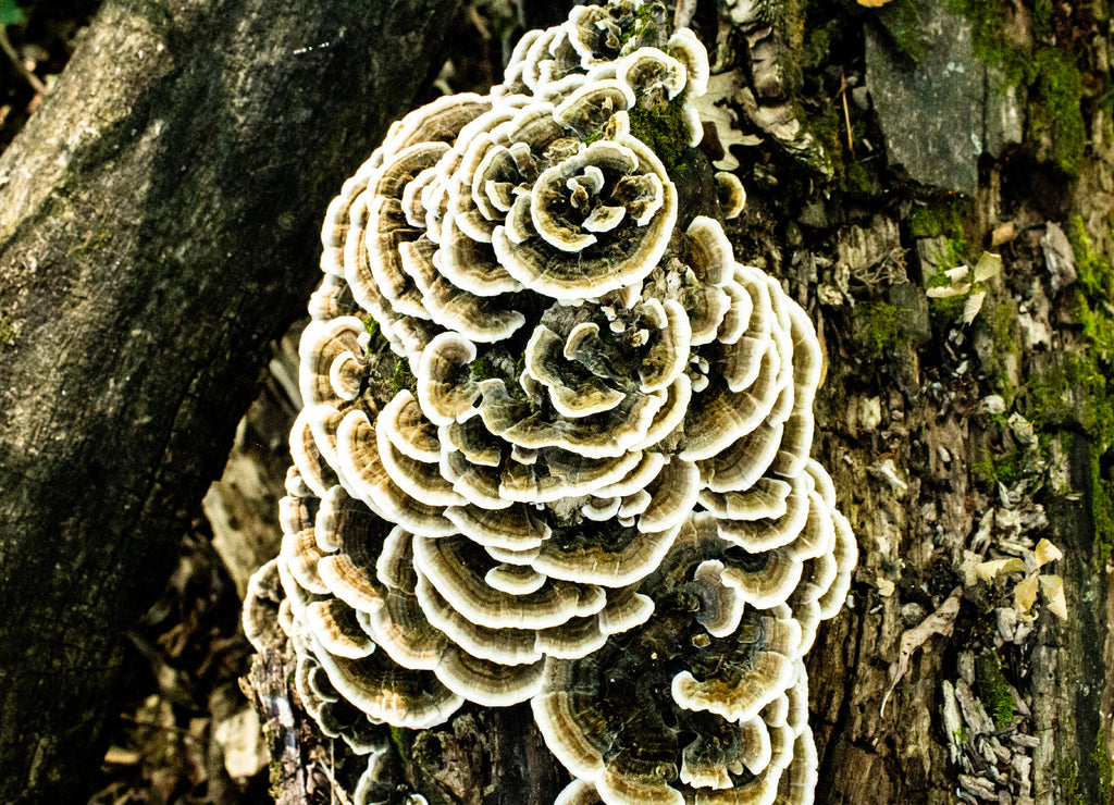 Maitake Mushroom - Grifola frondosa, photographed at Turtle River State Park, North Dakota