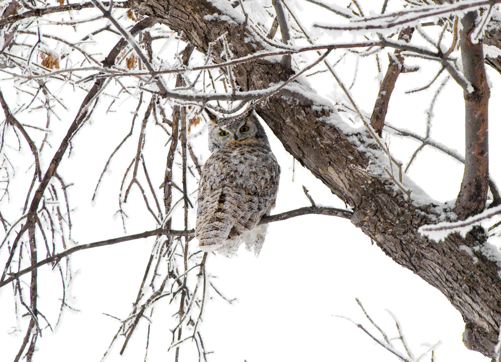 A Great Horned Owl in northern North Dakota