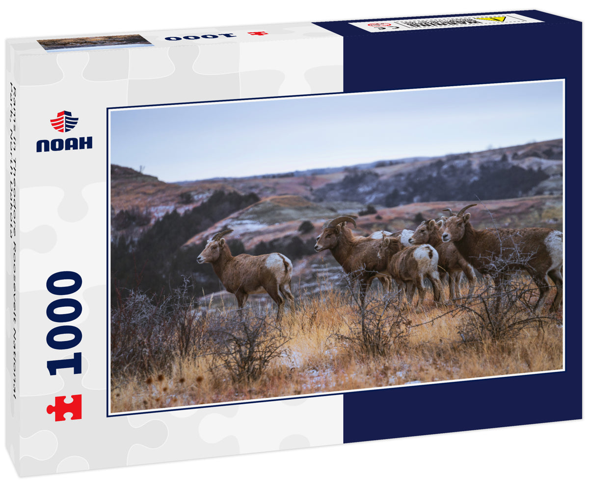 Rams in Theodore Roosevelt National Park, North Dakota