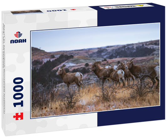 Rams in Theodore Roosevelt National Park, North Dakota