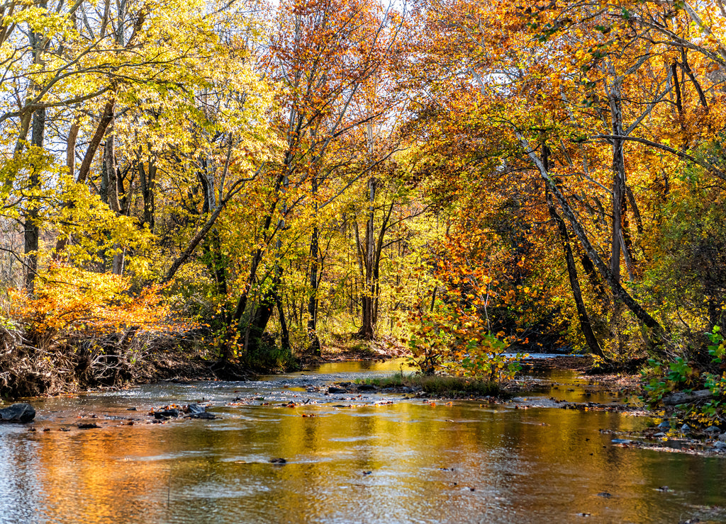Yellow orange autumn tree reflection view on Cedar Creek river surface during autumn in Virginia Frederick County with vibrant colorful foliage