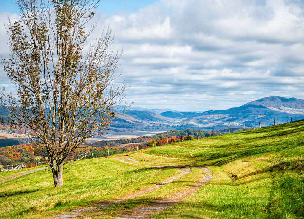 Autumn tree with dirt road path to meadow farm rolling hills landscape in Monterey and Blue Grass, Highland County, Virginia