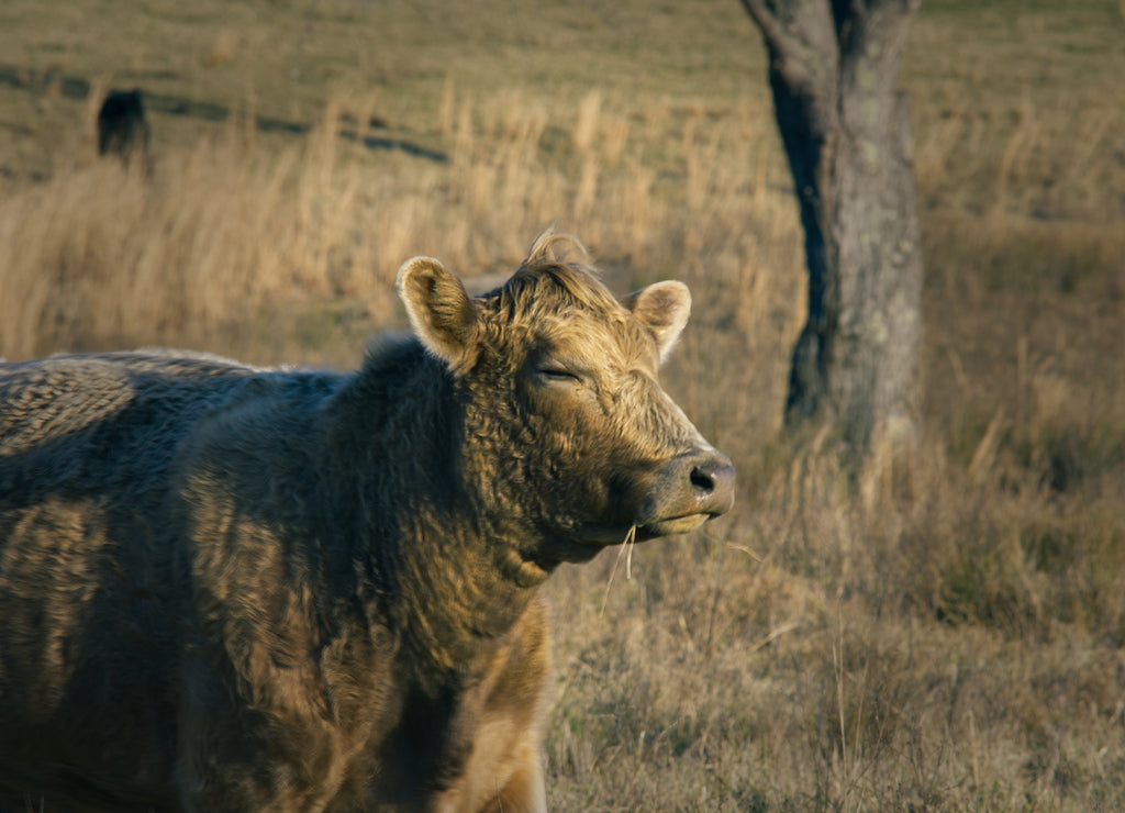 Here's a very contented cow I found grazing in a Virginia pasture