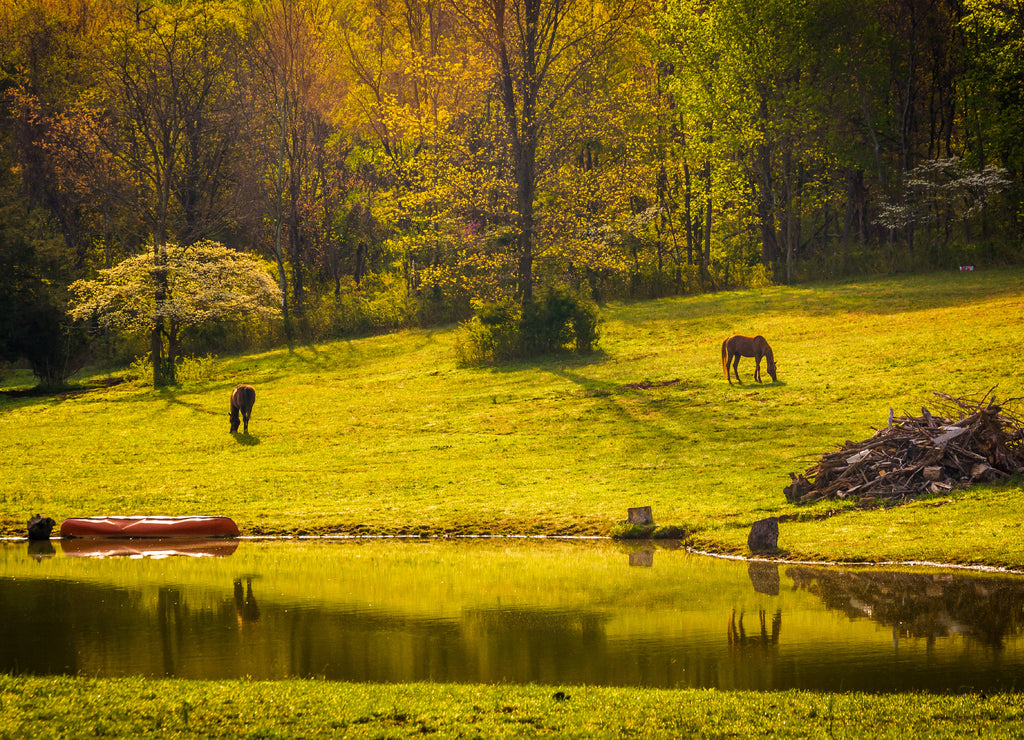 Morning light on horses and a pond in the Shenandoah Valley, Virginia