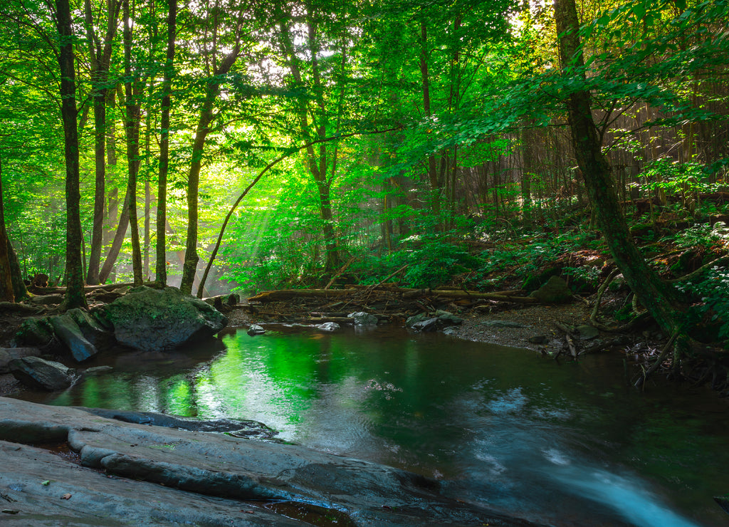 Light rays beam through trees in Shenandoah National Park, Virginia as a small stream builds up in the foreground