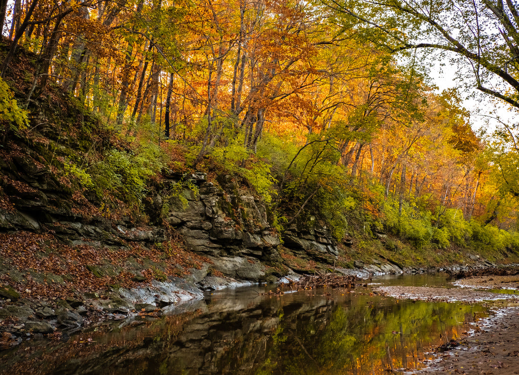 View of rocky cliff covered with colorful autumn trees lit by setting sun; small creek at the bottom; fall in Missouri, Midwest