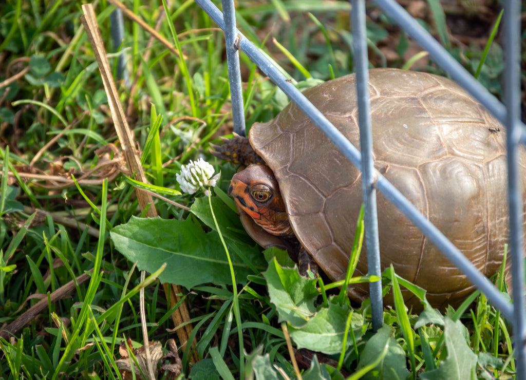 The domed shell box turtle can not make it through the wire panel fence at this southwest Missouri farm pasture. Bokeh effect