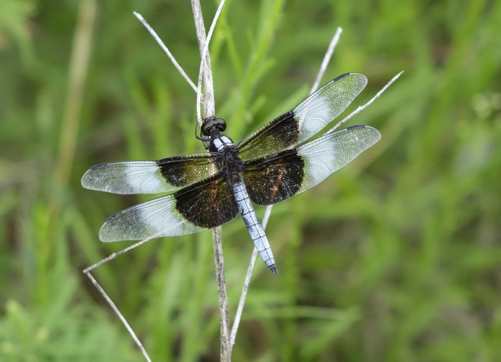 Selective focus shot of a Widow Skimmer dragonfly resting on a stick near a pond in Missouri