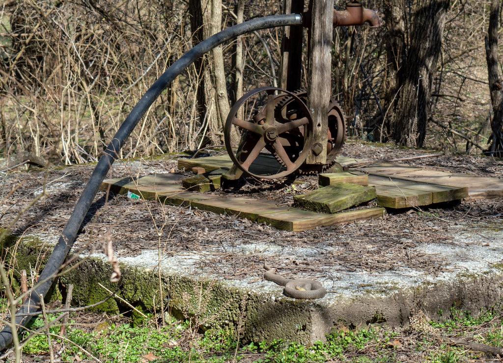 The corner of a cement slab at the old antique well pump became a place for an afternoon sunning for this yellow bellied snake found in the Missouri woods