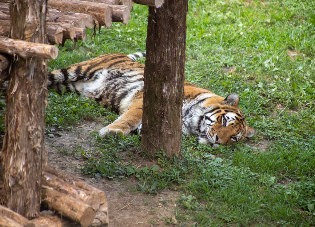 Exhausted tiger resting under a wooden platform on a hot sunny summer day at the St. Louis, Missouri Zoo