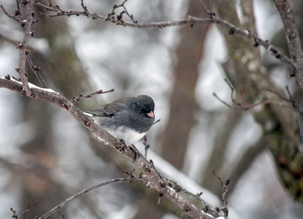 A dark eyed junco perched on a tree branch makes a pretty winter scene in southwest Missouri. Bokeh effect